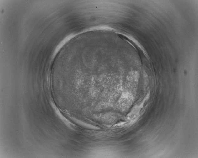 X0000066101054200604071817