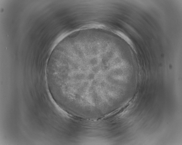 X0000066101055200604071817