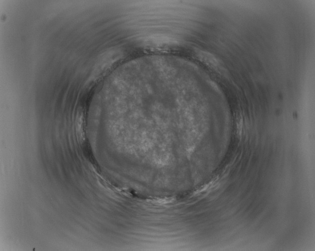 X0000066101060200604071817