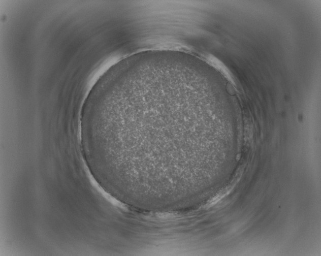 X0000066101095200604071816