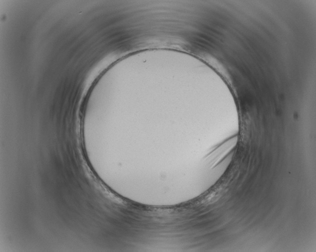 X0000066101096200604071816