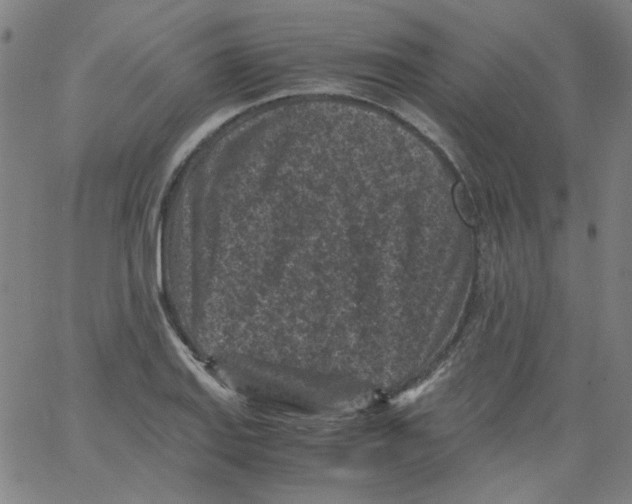 X0000066101127200604071815