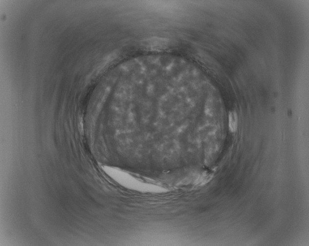 X0000066101155200604071815