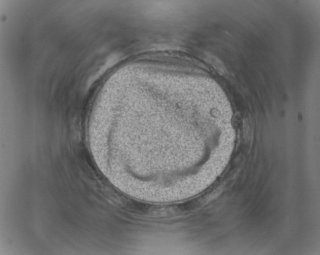 X0000066101165200604071815