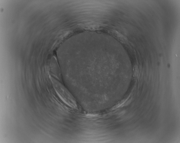 X0000066101202200604071814