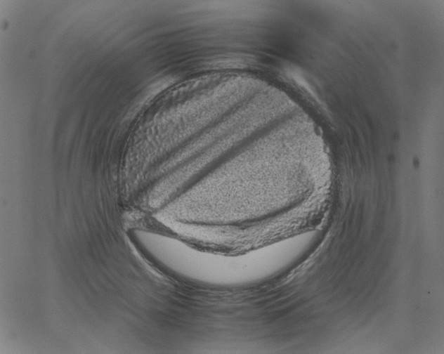 X0000066101225200604071814