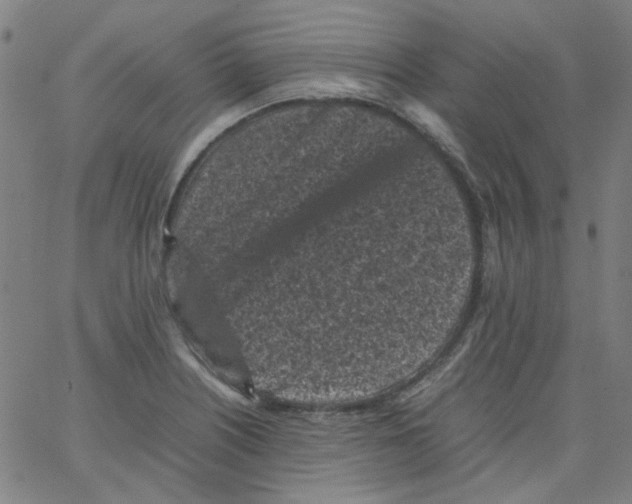 X0000066101226200604071814