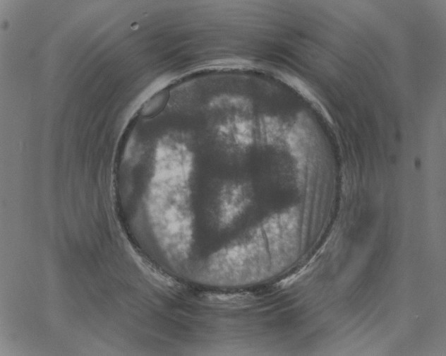 X0000066101229200604071814