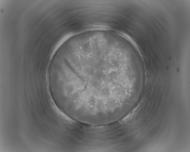 X0000066101243200604071814