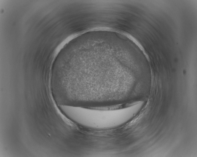 X0000066101245200604071814