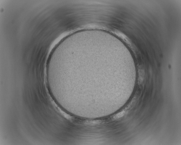 X0000066101286200604071813