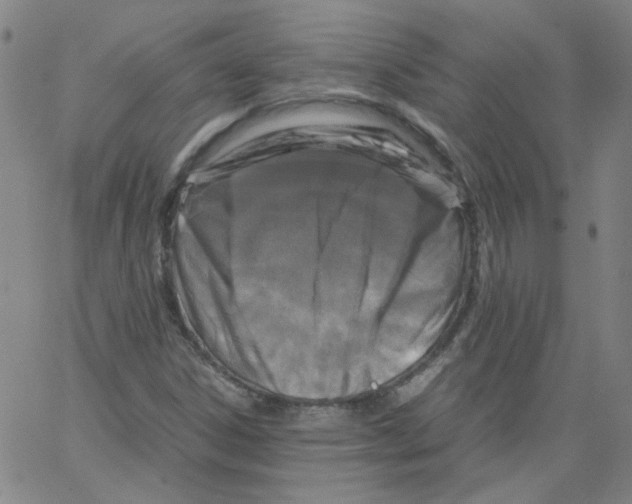 X0000066101306200604071812