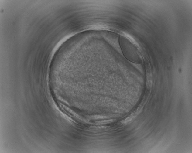 X0000066101331200604071813