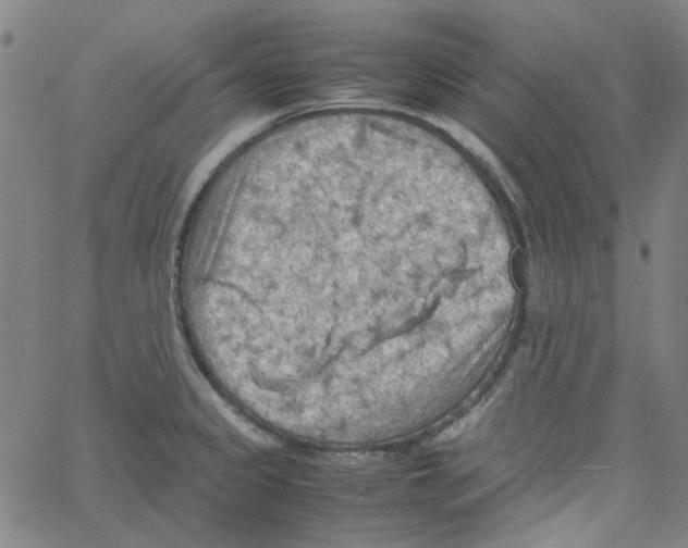 X0000066101333200604071813