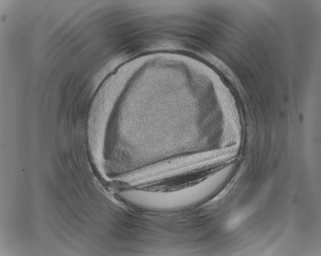 X0000066101337200604071813