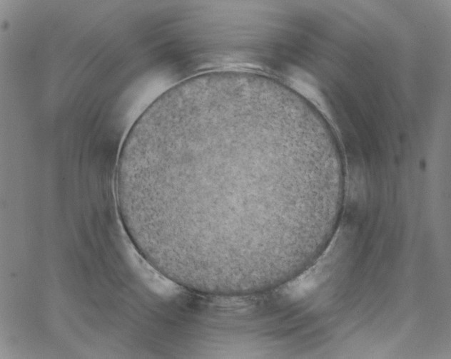 X0000066101338200604071813