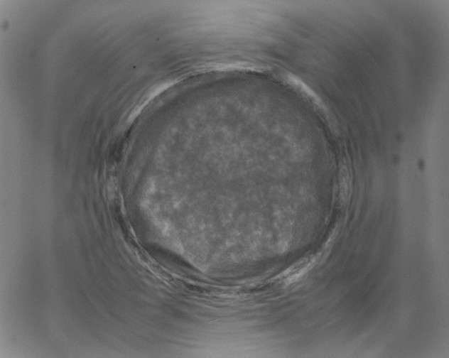 X0000066101361200604071812