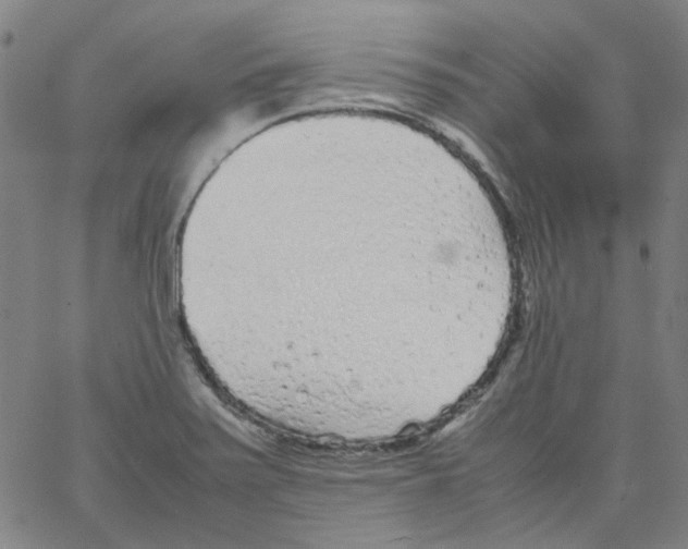 X0000066101371200604071812