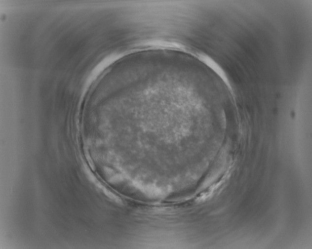 X0000066101381200604071811