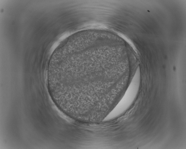 X0000066101383200604071811