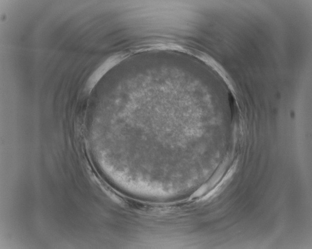 X0000066101385200604071811