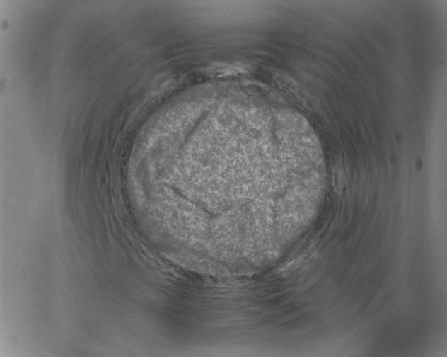 X0000066101393200604071810