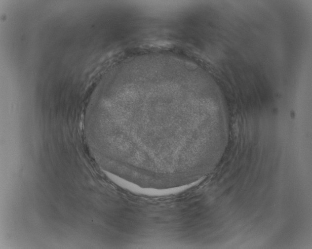 X0000066101397200604071810