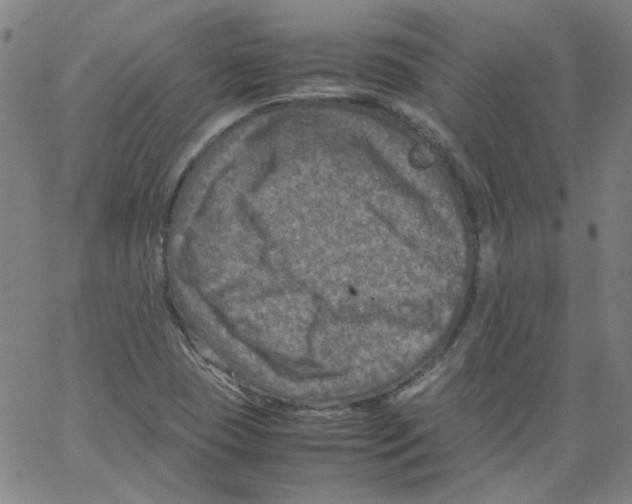 X0000066101409200604071811