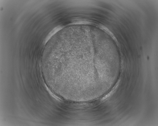 X0000066101425200604071811