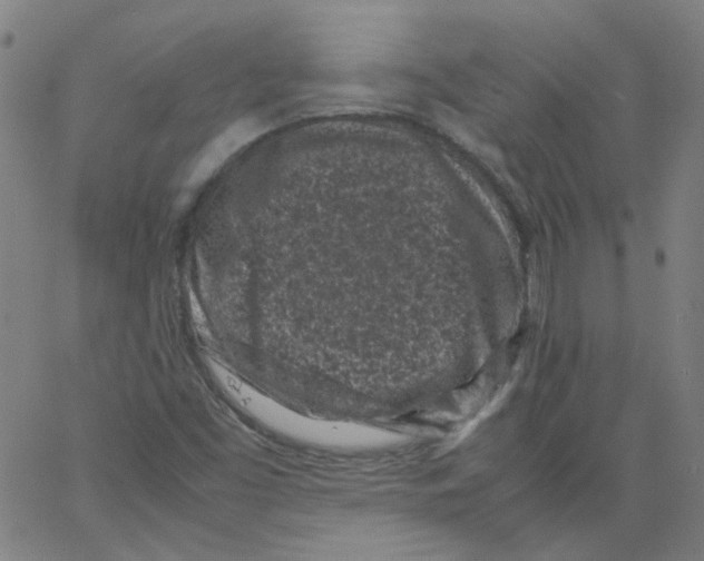 X0000066101453200604071810