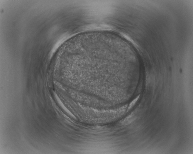 X0000066101459200604071810