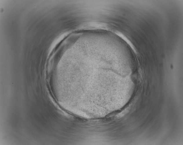 X0000066101477200604071810