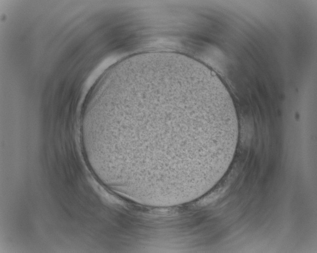 X0000066101478200604071810