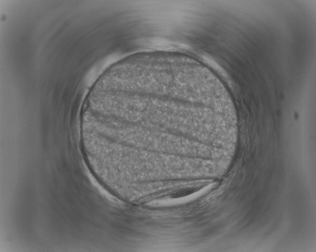 X0000066101479200604071810