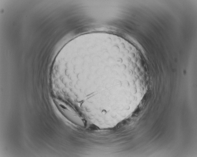 X0000066101483200604071810