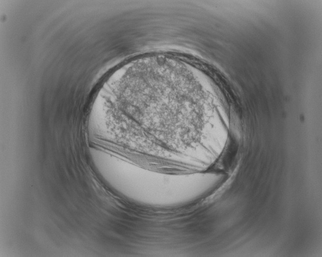 X0000066101497200604071809