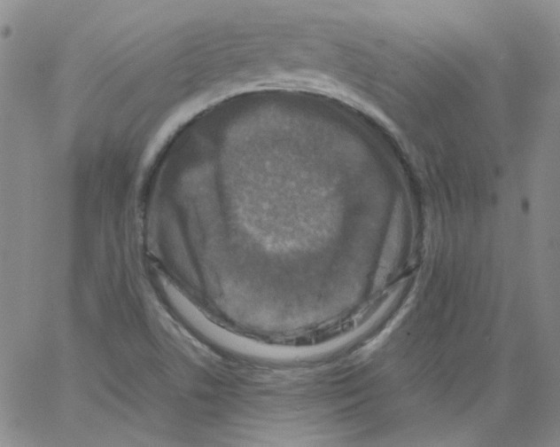 X0000066101506200604071809