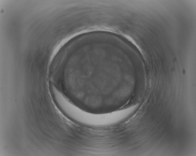 X0000066101508200604071809