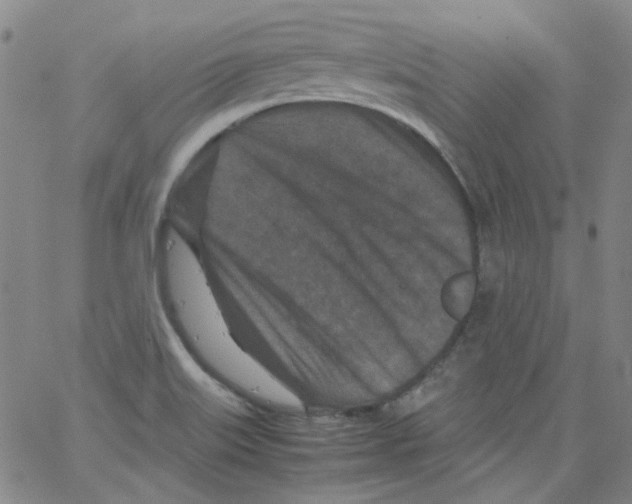 X0000066101515200604071809