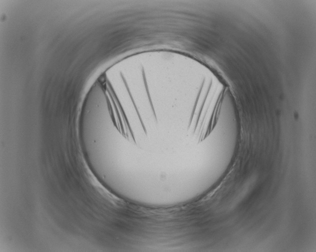 X0000066101516200604071809