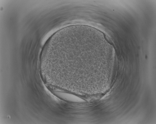 X0000066101527200604071809