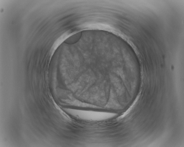 X0000066101529200604071809