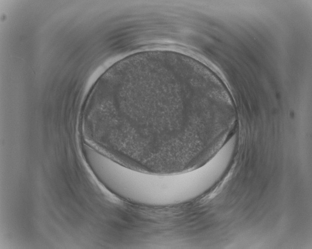 X0000066101533200604071810