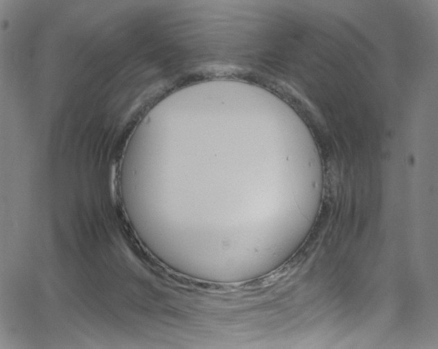 X0000066110024200603101015