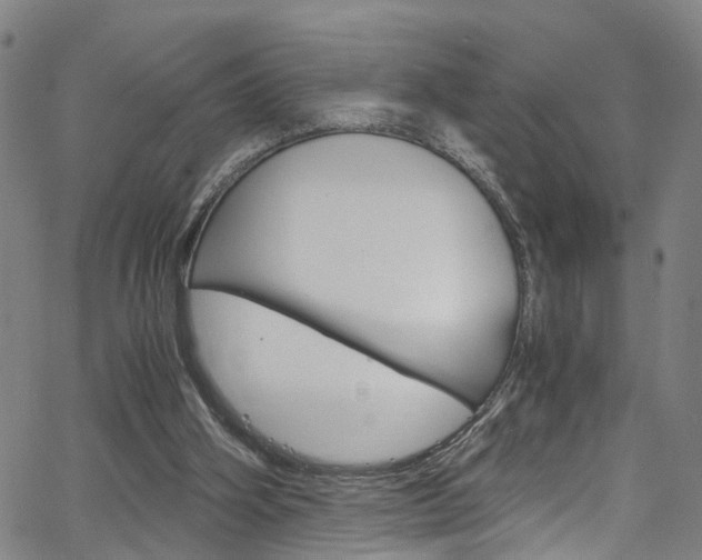 X0000066110106200603101013