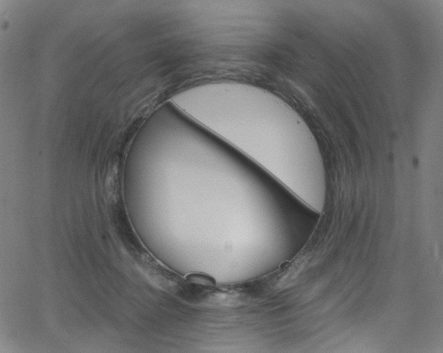 X0000066110364200603101009
