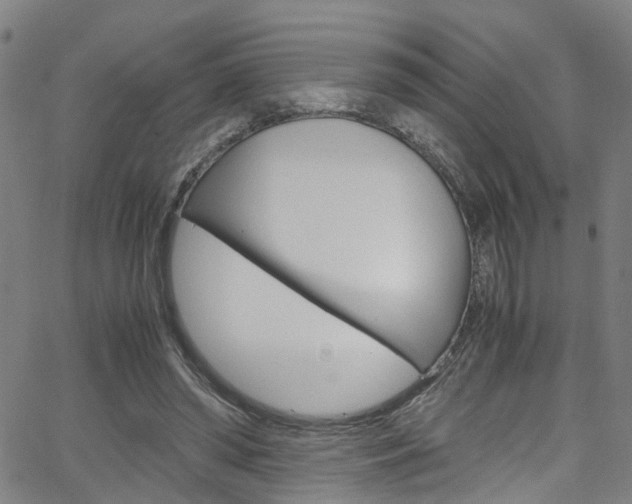 X0000066110398200603101009
