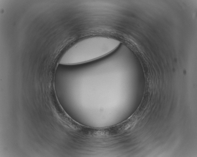 X0000066110546200603101006