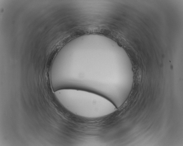 X0000066110746200603101003