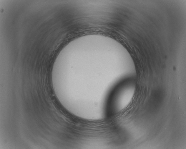 X0000066110750200603101003